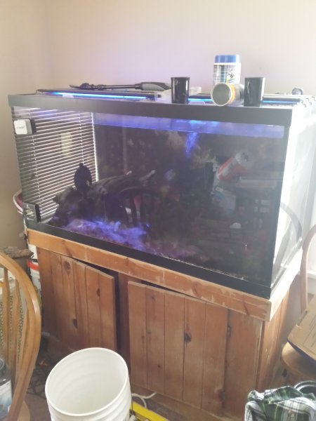 90-Gallon Salt Water Fish Tank.jpg